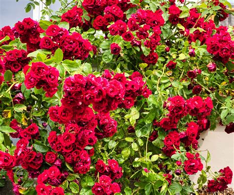 Fast Growing Climbing Roses: 8 Quick Picks For Vertical Wins ...