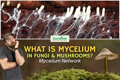 What is Mycelium: Mushroom Mycelium Network & Definition