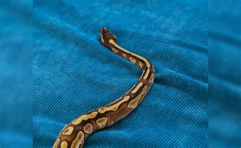 छत से लटकते अजगर ने उड़ाई नींद, देख शख्स का डर से कांप उठा कलेजा | Huge ...