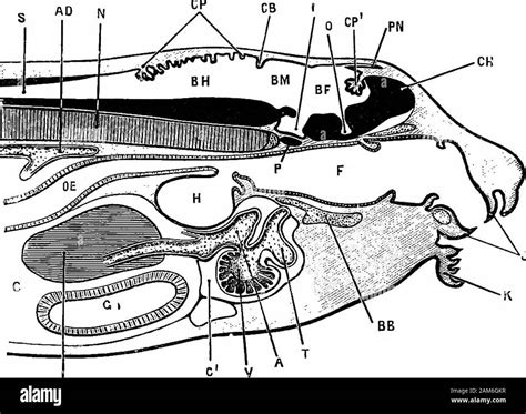 The frog: an introduction to anatomy, histology, and embryology . -brain;C, pericardial cavity ...