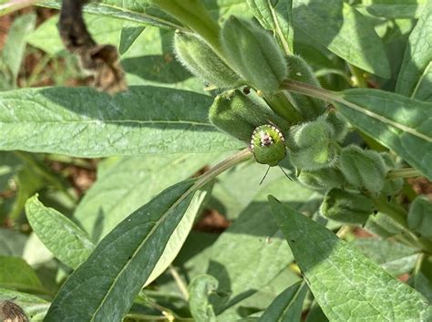 Fig. 4. Stink bug and its damage symptoms