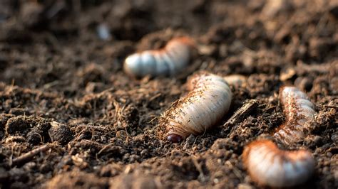 Grub Season: When Do Those Pesky Pests Emerge?