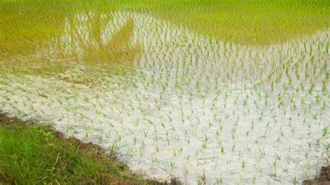 Paddy fields vanishing fast, how rice-loving Kerala is staring at a ...