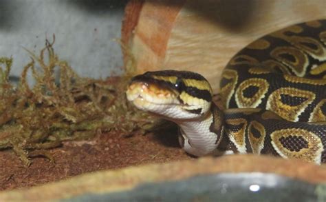 Image result for What Is a Ball Python