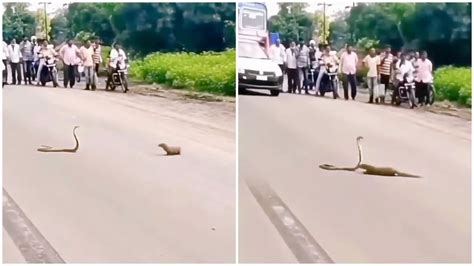 Video: सांप-नेवले की लड़ाई देखने जुटी भीड़, ट्रैफिक जाम का वीडियो हुआ ...