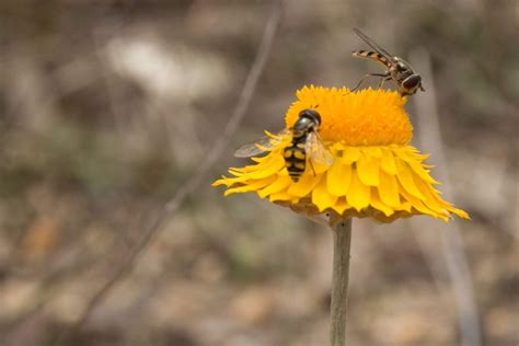 Image result for JavaScript Evolution Wallpaper 4K