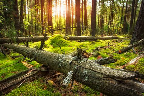 Sweden's Old-Growth Forests Store 83% More Carbon Than Managed Woodlands