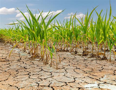 Wassermangel in Deutschland: Droht uns eine Rationierung im Sommer ...