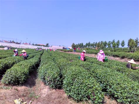 四川岳池：发展特色食用菌种植助农增收_时图_图片频道_云南网