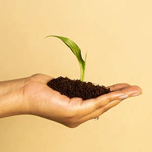 Kyari ZZ Plant, Zamia Air Purifer Plant with Black Self Watering Pot ...