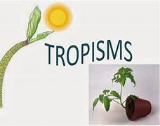 Image result for Tropic Movement in Plants