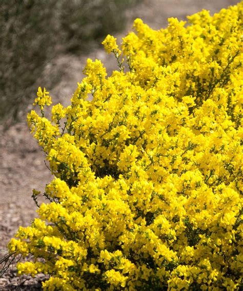 Best drought-tolerant shrubs: 12 hardy choices | Homes and Gardens