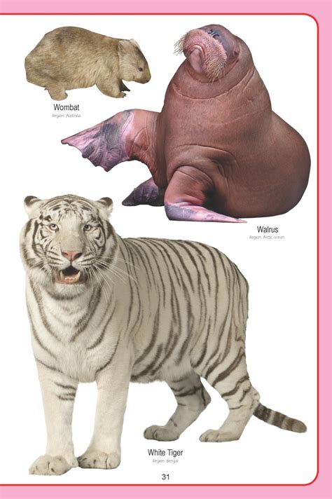 JoGenii |My Jumbo Animal Pictionary | Dreamland Publications