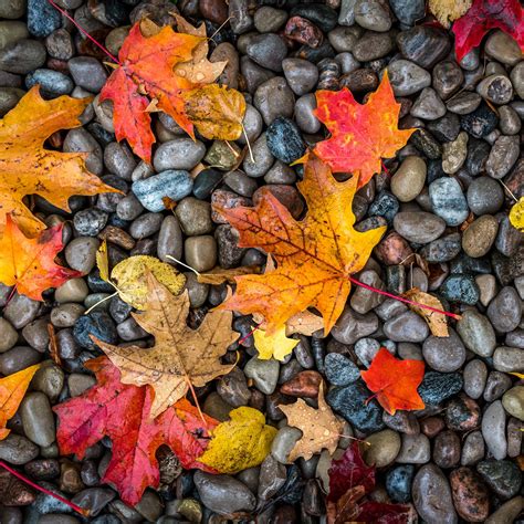 Download wallpaper 2780x2780 leaves, stones, maple, wet, autumn ipad ...
