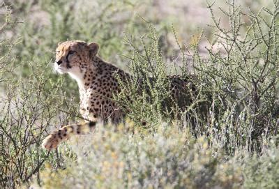 Image result for Cheetah Springbok