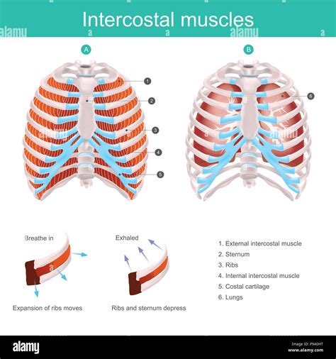 Labeled Thoracic Cage