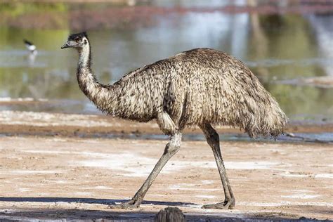 Discover the National Bird of Australia - A-Z Animals