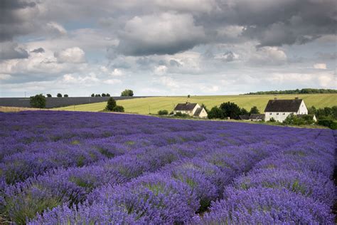 https://www.ephotozine.com/articles/photograph-the-cotswolds-lavender-fields-this-summer--29394/images/xlg_Snowshill%20lavender.jpg