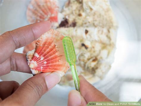 How to Polish Shells 的图像结果