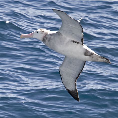 Tern Or Albatross at Kelly Duppstadt blog