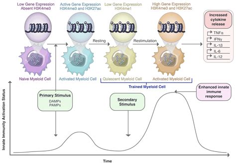 Tissue-Resident and Recruited Macrophages in Primary Tumor and ...