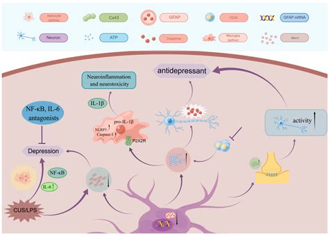 Image result for Astrocyte Neuron Reprogramming
