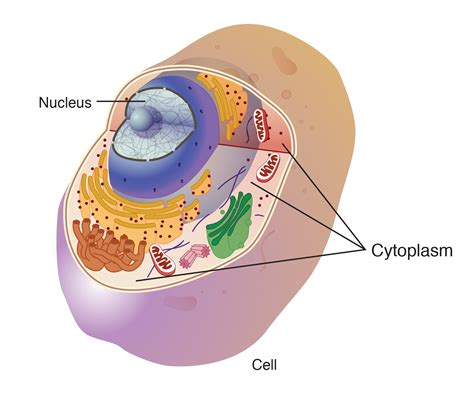 Image result for Structure and Function of Cytoplasm