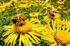 immagini sui fiori immagini di fiori con frasi immagini sui fiori immagini di fiori con frasi