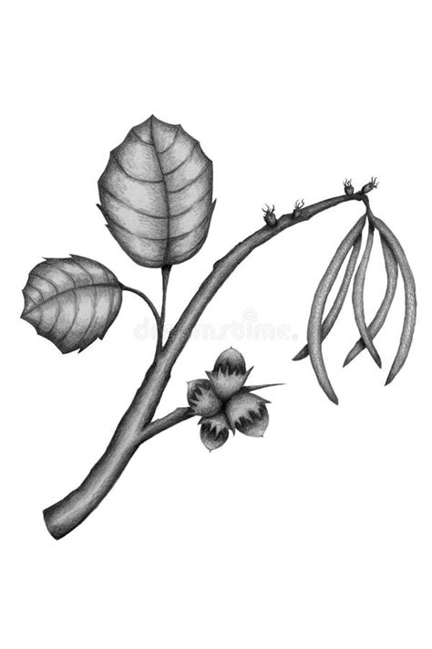 Image result for Hazelnut Tree Branch