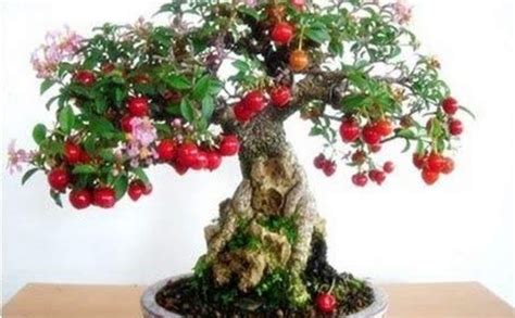 Green Paradise® Malpighia Japanese Cherry Blossom Bonsai Tree Malpighia ...