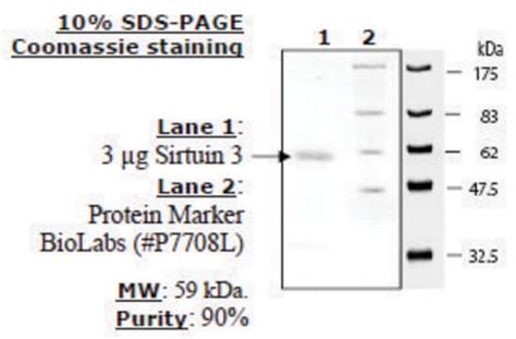 Sirtuin 3 human recombinant, expressed in E. coli, 70 (SDS-PAGE) SIRT3
