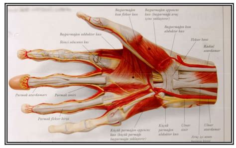 Kas Sistemi Nedir - Kas Sisteminin Yapısı ve Görevleri - Sayfa 2