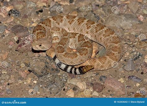 Western Diamondback Rattlesnake (Crotalus Atrox) Stock Photo - Image of ...