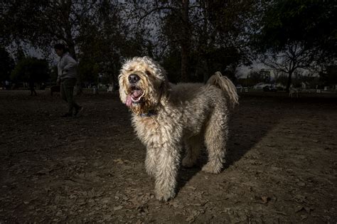 Sepulveda Dog Park