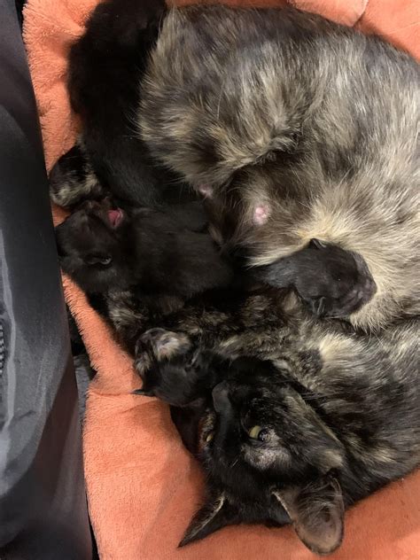Kitten season is in full swing, we need fosters! If you have a spare bathroom or bedroom, and a ...