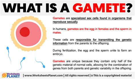 Image result for Gamete Example