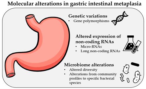 Molecular Alterations in Gastric Intestinal Metaplasia