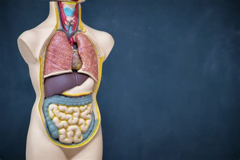 16 Organs and Their Functions in Spanish – Common Ground International ...