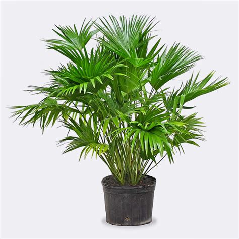 Chinese Fan Palm Livistona Chinensis Palmpedia Palm Grower's Guide