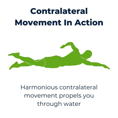 Image result for Contralateral Activities