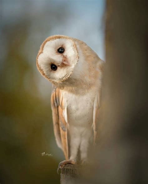 Barn Owls Cute