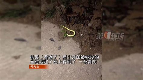 小心！8月有48人被蛇咬伤！在深圳这些地方最容易被咬_深圳新闻网