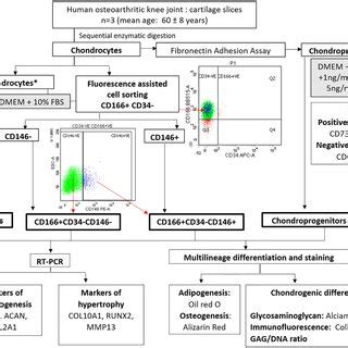 Image result for Lymphgen Algorithm