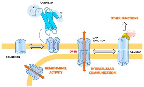 Gap Junction Intercellular Communication in the Carcinogenesis ...