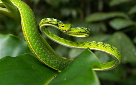 Asian Vine Snake - Ahaetulla prasina — HongKongSnakeID.com