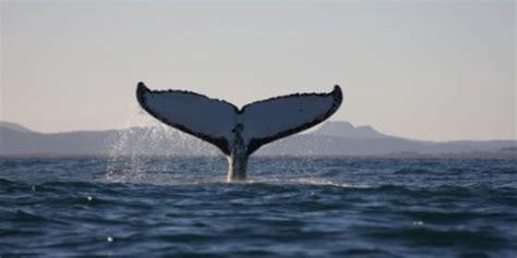 7 Destinations In Philippines For Dolphin and Whale Watching 2026