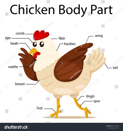 Illustration Chicken Body Part Stock Vector 295944590 - Shutterstock