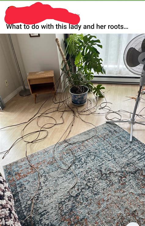 Feed me, Seymour... : r/houseplantscirclejerk