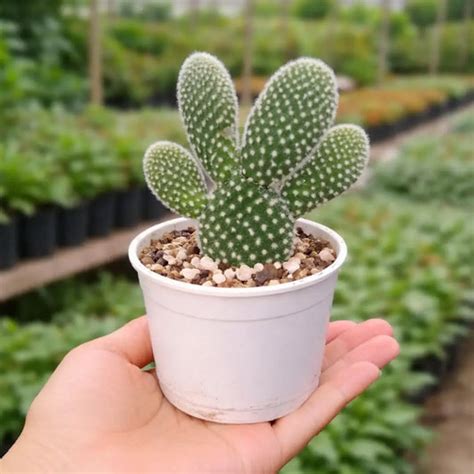 Buy Cactus Plants Online | Lowest Price at Plant Orbit