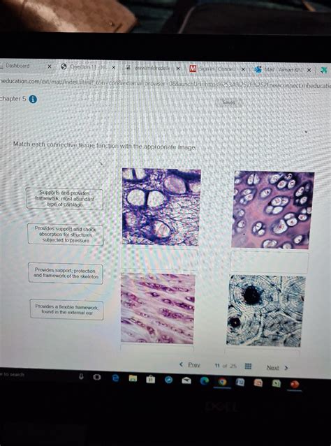 Connective Tissue Function 的图像结果